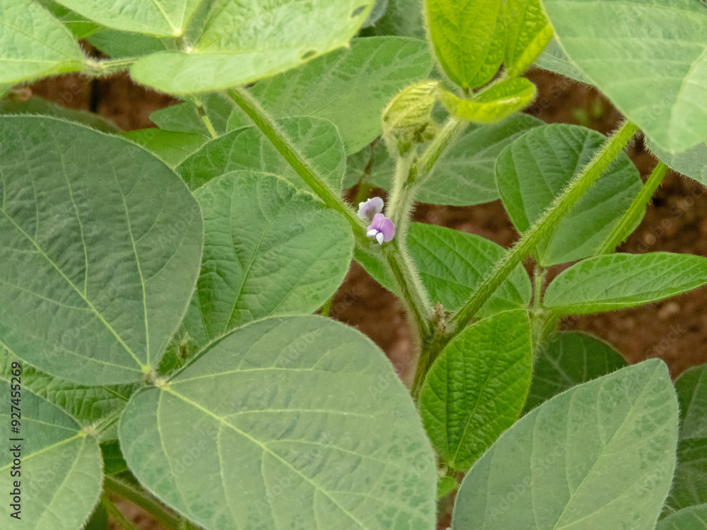 Glycine max, soybean, soy bean or soya bean flowering plant with small purple flowers. Glycine max, soybean, soy bean or soya bean flowering plant with small purple flowers.