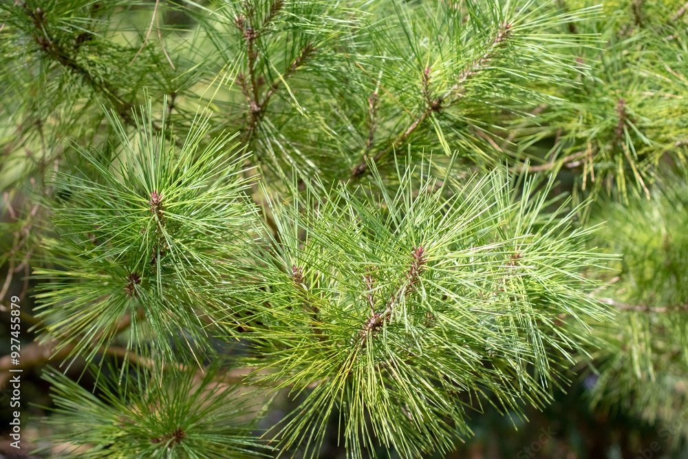 Pinus densiflora,Japanese red pine,Japanese pine or Korean red pine branches closeup. Pinus densiflora,Japanese red pine,Japanese pine or Korean red pine branches closeup.