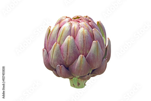 Globe artichoke, French artichoke or green artichoke plant edible bud isolated transparent png. Cynara cardunculus var. scolymus. photo