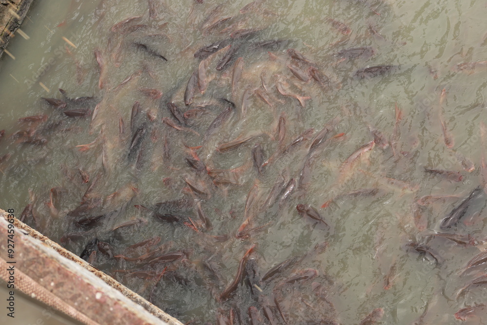 Top View of Large group of fishes in the water of small lake, large fishes Top View of Large group of fishes in the water of small lake, large fishes