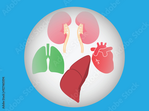 Human internal organs in a transparent globe, organ donation concept