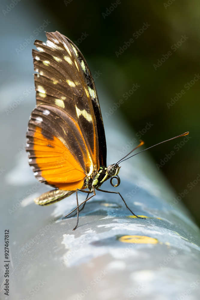 Obraz premium Butterfly Schmetterling