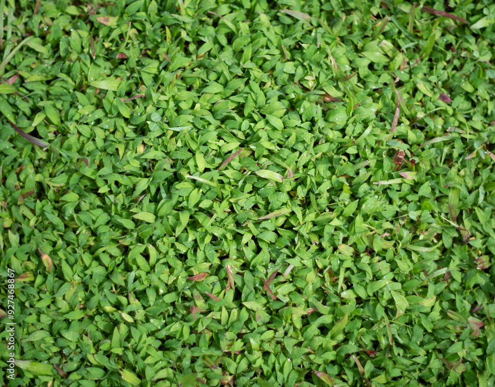 Obraz premium Green grass texture for background