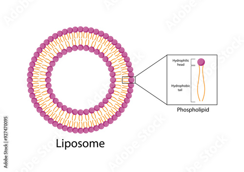 Liposome structure. Phospholipids, Drug encapsulation. Vector illustration.