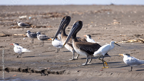 Brown pelican (Pelecanus occidentalis) surrounded by other birds at beach in Las Penitas entrance to Juan Venado island nature reserve in Nicaragua Central America photo