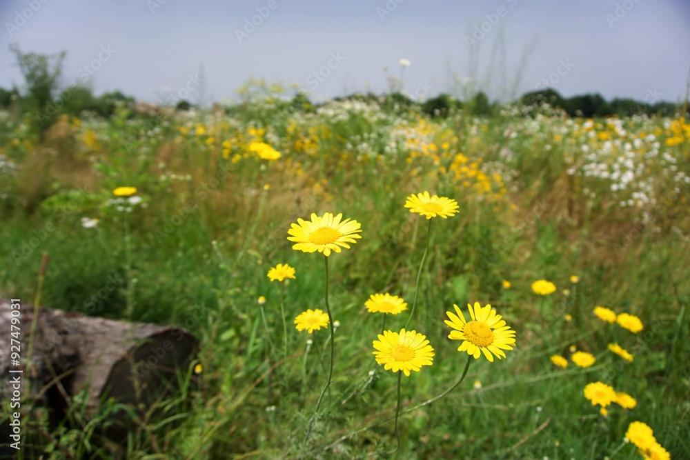 Obraz premium yellow flowers on meadow