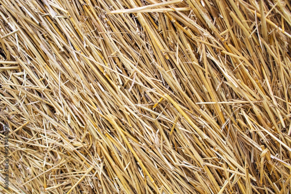Wheat dry straw texture background, beveled wheat, cereal crops, top view Wheat dry straw texture background, beveled wheat, cereal crops, top view
