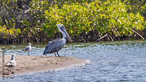 Brown pelican (Pelecanus occidentalis) surrounded by other birds at beach in Las Penitas entrance to Juan Venado island nature reserve in Nicaragua Central America