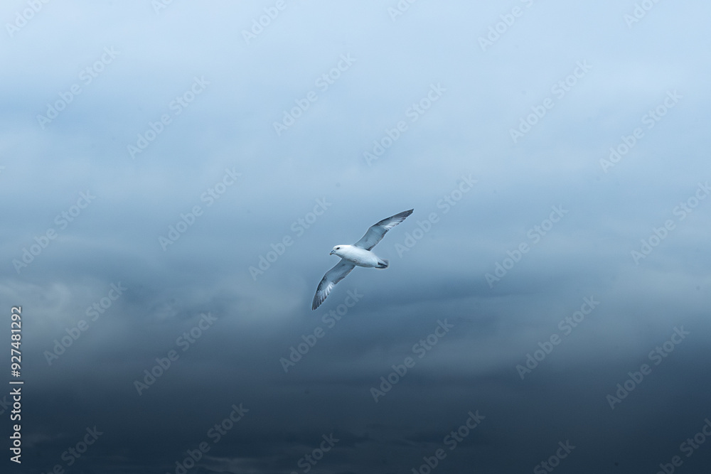 Obraz premium Flying Seagull on the moody sky background