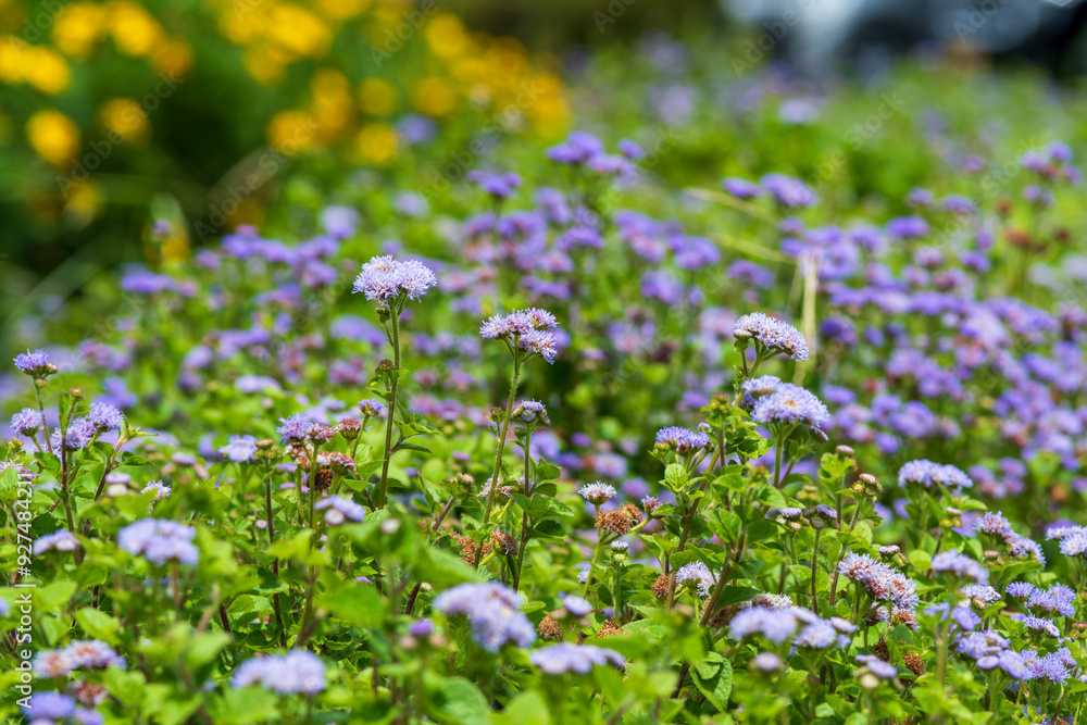 Fototapeta premium アゲラタムの花が咲く花壇
