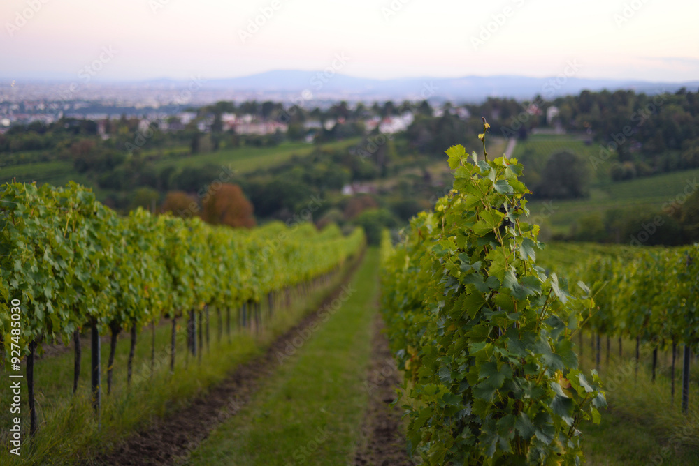 Naklejka premium Vineyard rows during harvest season. Grapes cultivation for the production of wine in vineyards in Vienna, Kahlenberg mountain. The concept of traditional agriculture of Austria