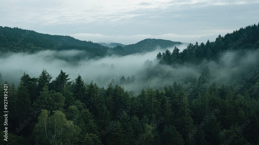 Fototapeta premium Serene Morning with Low Clouds Blanketing Forest Canopy