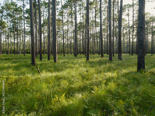 Longleaf pine forest in the Green Swamp Preserve, Supply, North Carolina photo