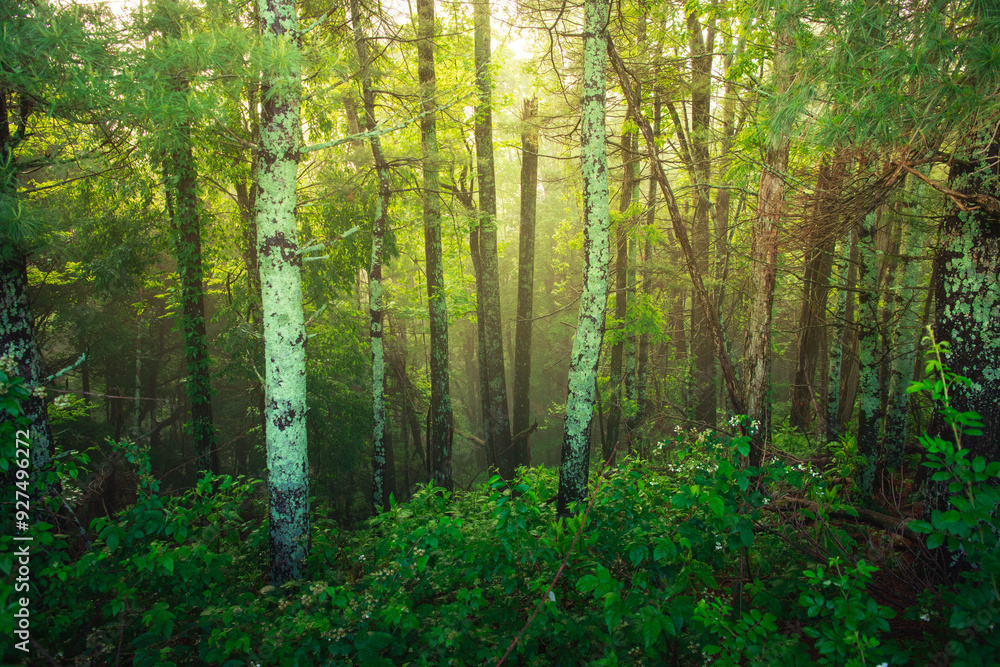 Lichen covered trees in a wooded area near Boone North Carolina at sunrise Lichen covered trees in a wooded area near Boone North Carolina at sunrise