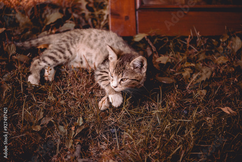 cat, lazy cat, cat in the garden