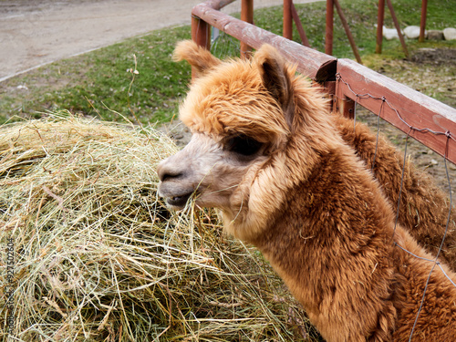 Quadro em tela alpaca eating hay in an enclosure