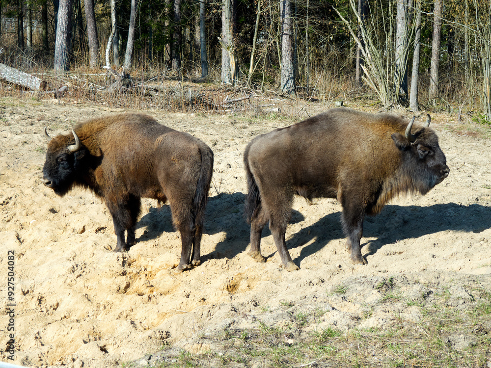 Fototapeta premium The European bison (Bison bonasus) standing in a glade