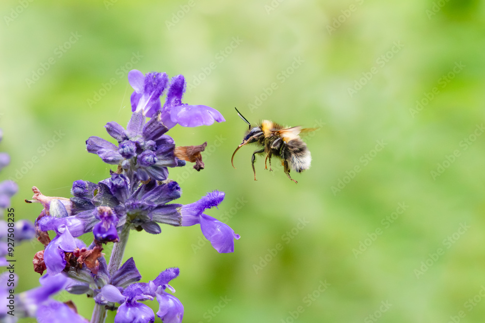 Close up of Sage Salvia 'Misty' blue, Salvia with approaching bumblebee, Bombus terrestris, with clearly visible long extended tongue against blurred green background Close up of Sage Salvia 'Misty' blue, Salvia with approaching bumblebee, Bombus terrestris, with clearly visible long extended tongue against blurred green background