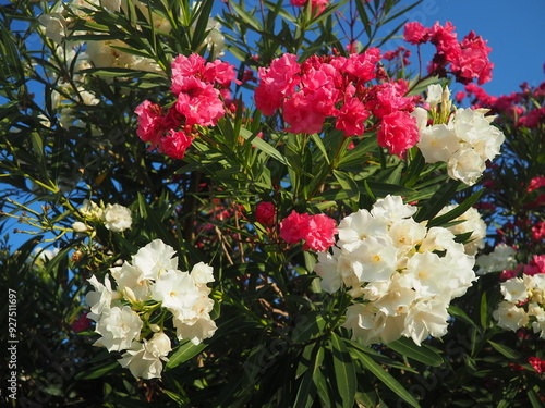 Nerium oleander, rosebay cultivated worldwide in temperate and subtropical areas as an ornamental and landscaping plant. Genus Nerium, Apocynoideae, Apocynaceae. Montenegro, Adriatic, Mediterranean photo