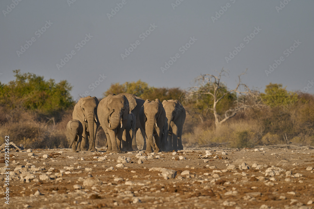 Obraz premium Herd of african elephant (Loxodonta africana) approaching a waterhole in Etosha National Park in Namibia