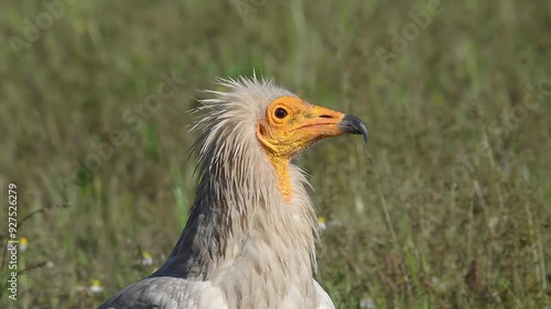 Egyptian Vulture photo