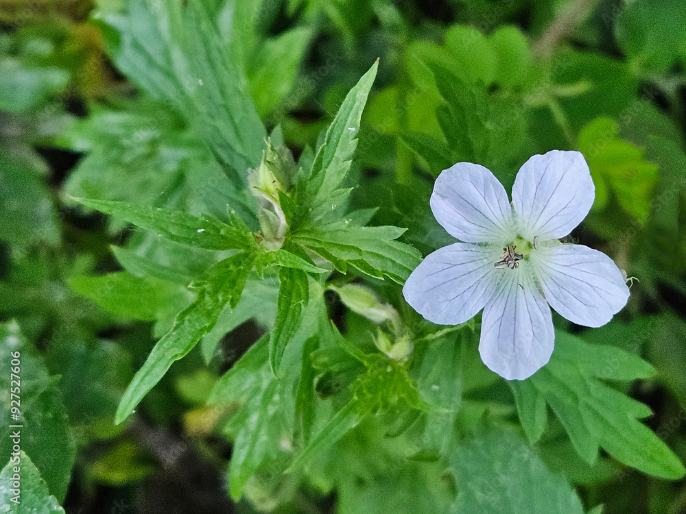 One single blossom of a Richardson's Geranium plant with the flower intentionally offset in the frame to create copy space for design. One single blossom of a Richardson's Geranium plant with the flower intentionally offset in the frame to create copy space for design.