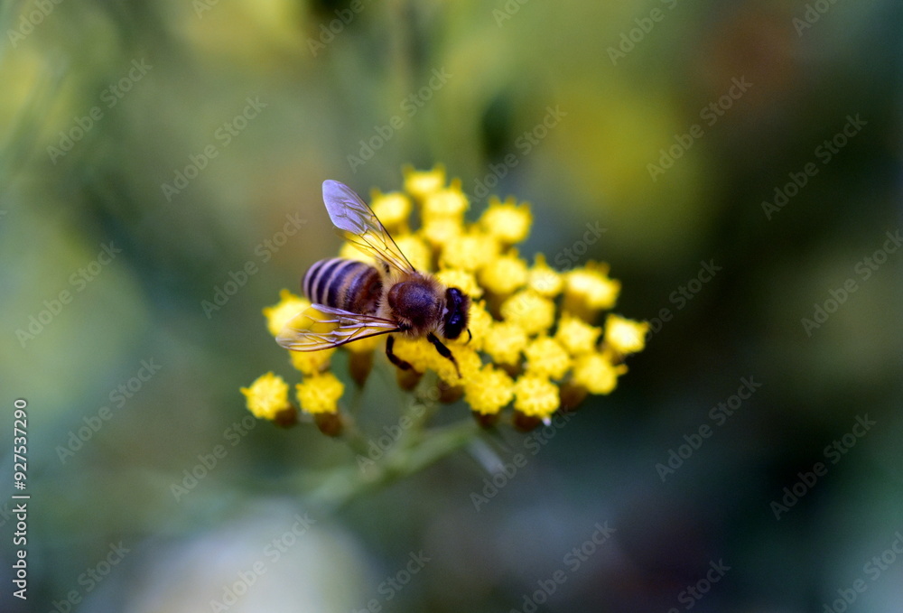 Biene auf einer Italienischen Strohblume Biene auf einer Italienischen Strohblume
