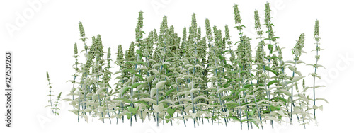 Foto Artemisia absinthium (wormwood) plant on transparent background
