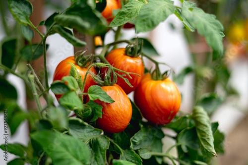 frische rote selbstgezogene Tomaten im Garten an einen Sonnigen Sommertag