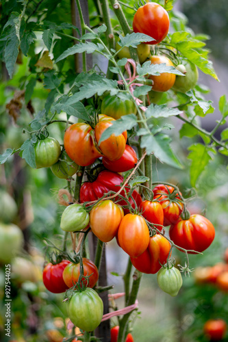 frische rote selbstgezogene Tomaten im Garten an einen Sonnigen Sommertag