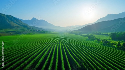 Lush green farm fields stretch to the horizon under a bright morning sun with mountains in the background, creating a serene countryside landscape.