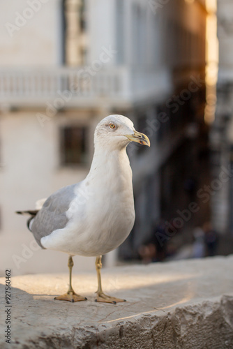 Bird in Venice, Seagull