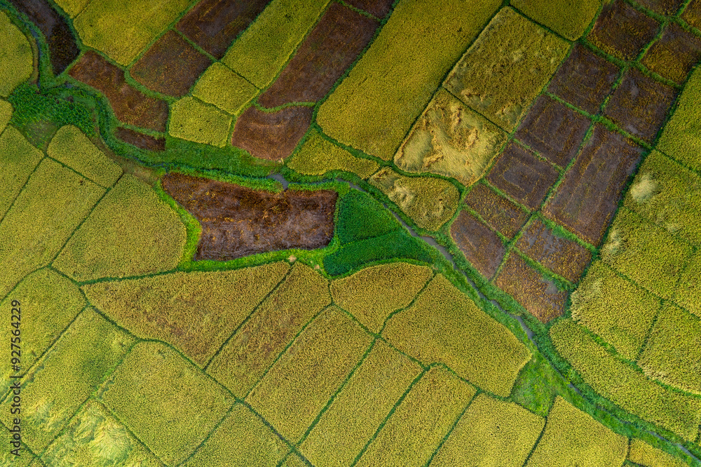 Obraz premium Terraced rice fields