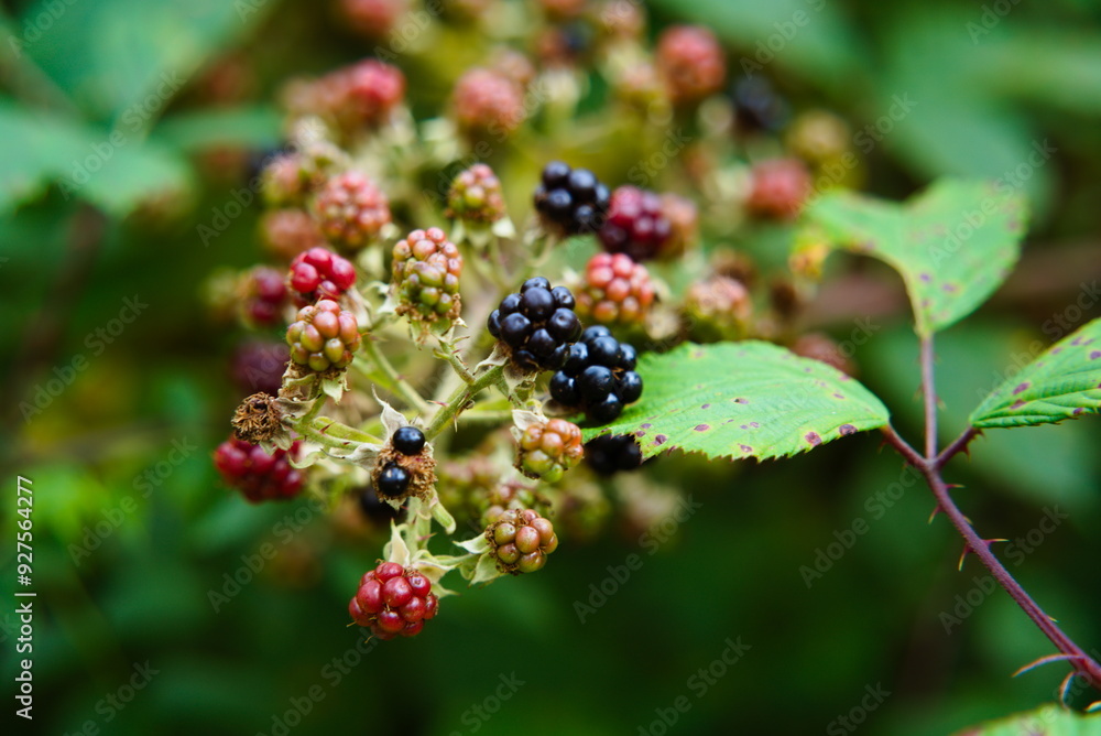 Wild Beauty: Blackberry in the Untamed Forest Wild Beauty: Blackberry in the Untamed Forest
