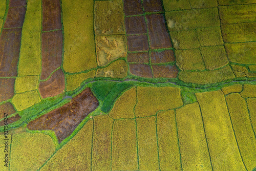 Terraced rice fields