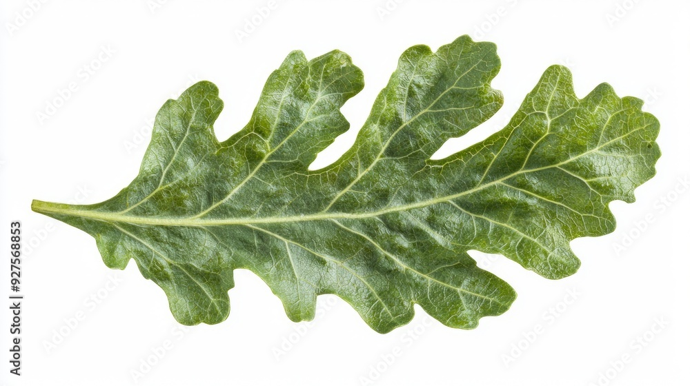 A close-up of a single dandelion leaf A close-up of a single dandelion leaf