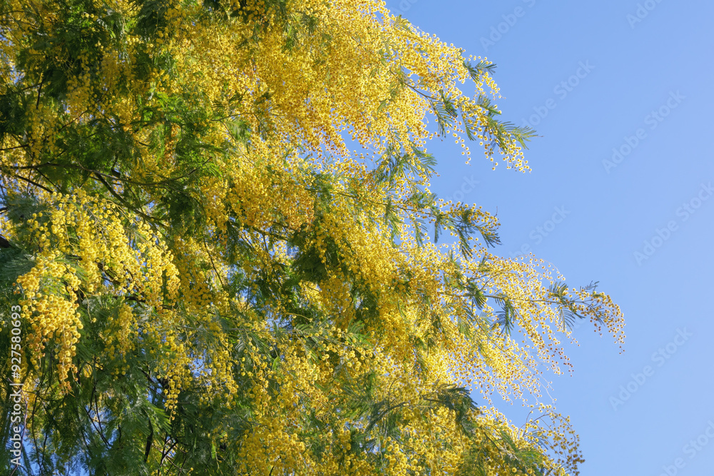 Fototapeta premium Branches of flowering tree of Acacia dealbata ( silver wattle ) against blue sky. Bright yellow flowers on sunny spring day