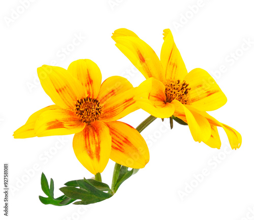 Bidens flower isolated.