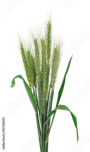 Green spikelet of wheat.