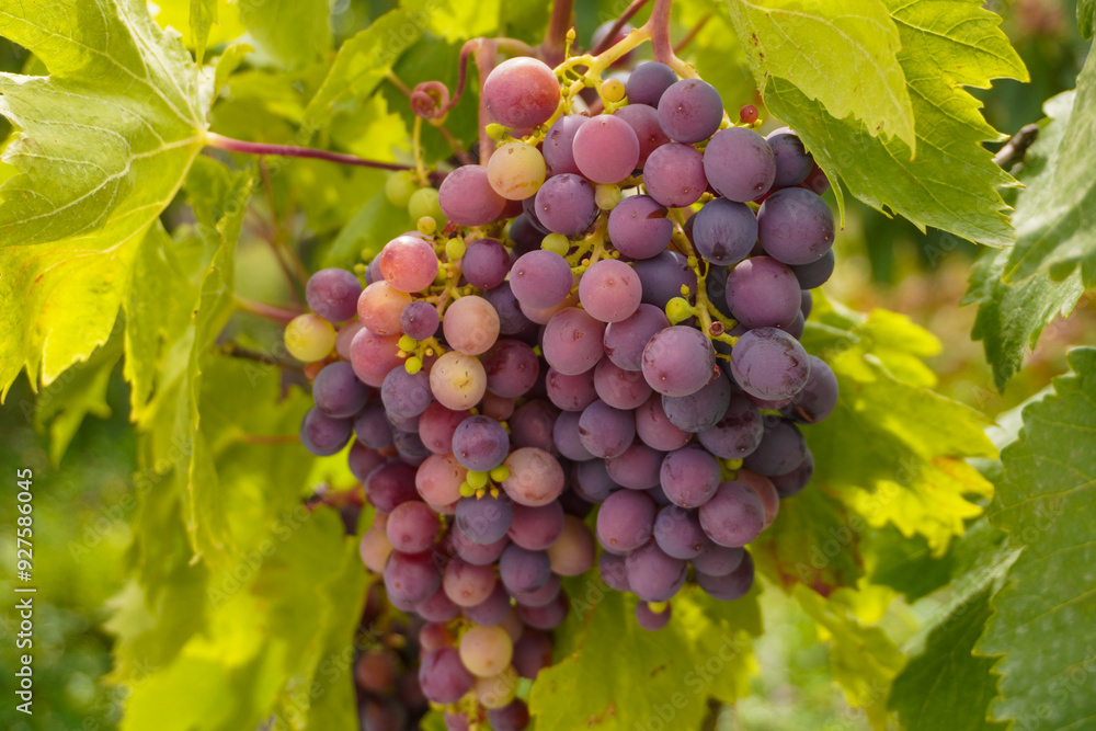 A bunch of grapes with a mix of purple and green, not yet fully ripe, hanging from the vine. The variegated colors highlight the transition from unripe to ripe in a beautiful display of nature's proce A bunch of grapes with a mix of purple and green, not yet fully ripe, hanging from the vine. The variegated colors highlight the transition from unripe to ripe in a beautiful display of nature's proce