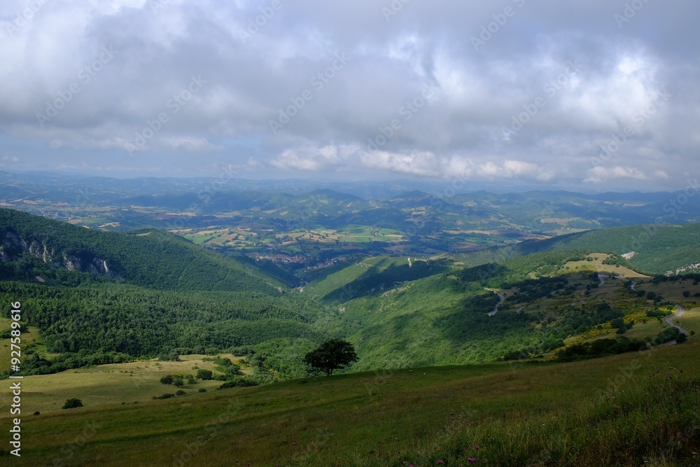 Picturesque view of green forest in mountains