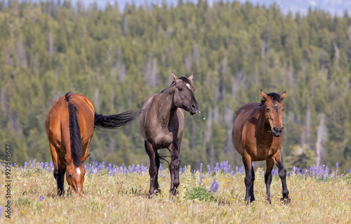 Wallpaper Mural Wild Horses in Summer in the Pryor Mountains of Montana Torontodigital.ca