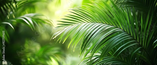 Close-up of a lush green palm leaf with a blurred background.