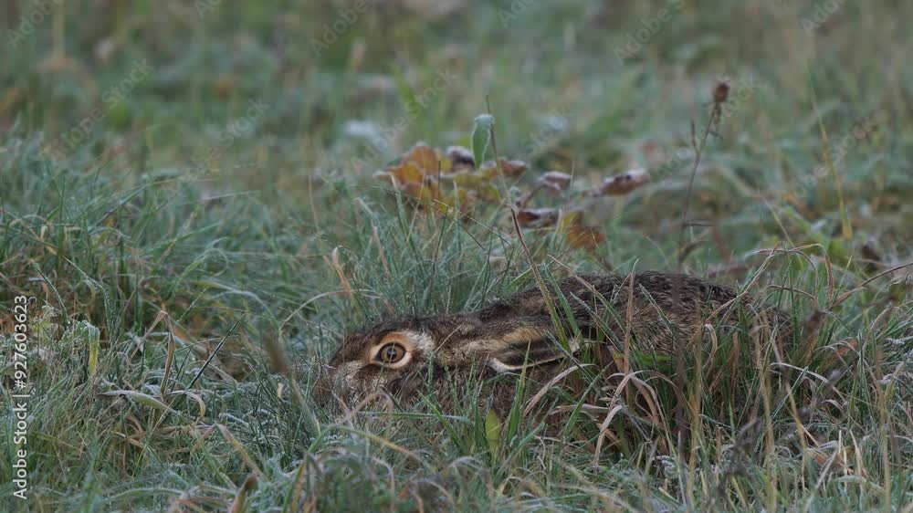 A European hare (Lepus europaeus) lies flat in a frost-covered meadow in winter. A European hare (Lepus europaeus) lies flat in a frost-covered meadow in winter.