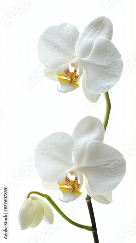 A close-up of a single orchid flower with delicate petals