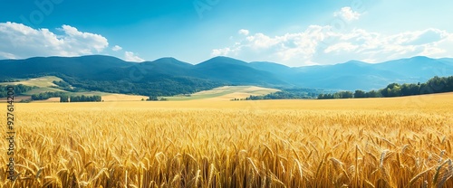 Golden wheat field in front of a mountain range under a blue sky with white clouds.