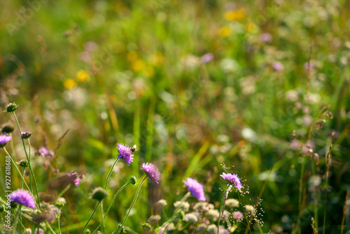 blooming mountain meadow in...