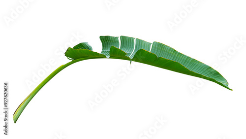 tropical banana leaf isolated on white background