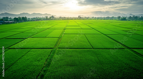Aerial view Top view Green fields Start the planting season Summer