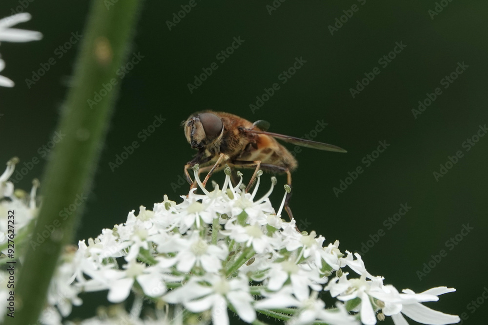 An Eristalis hoverfly, or dronefly, on hogweed An Eristalis hoverfly, or dronefly, on hogweed